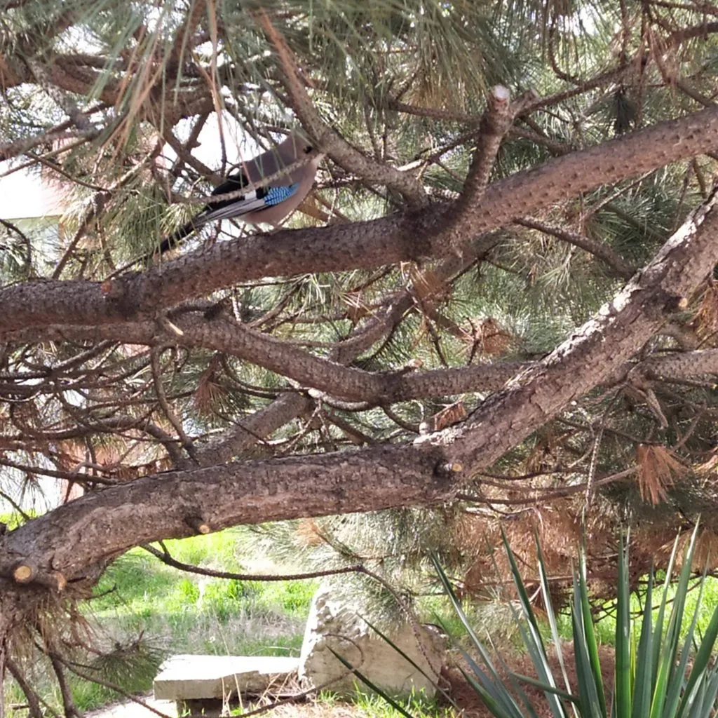 Чайная беседка