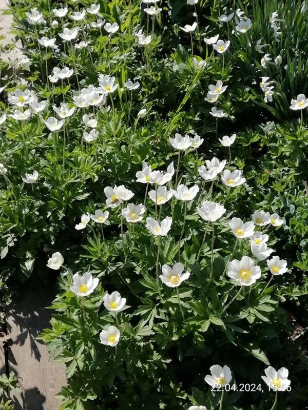 Чайная беседка