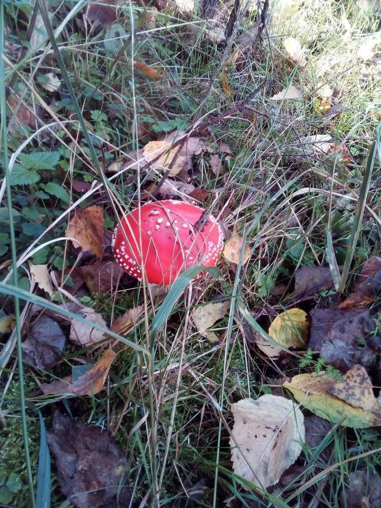 Чайная беседка