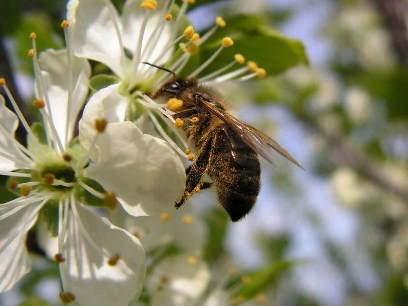 Пчёлки очень любят мёд