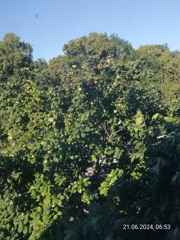 Чайная беседка