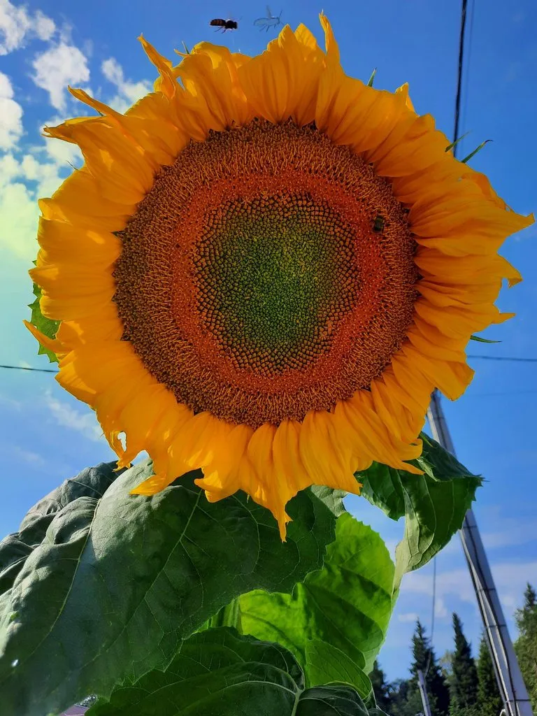 Фотонастроение