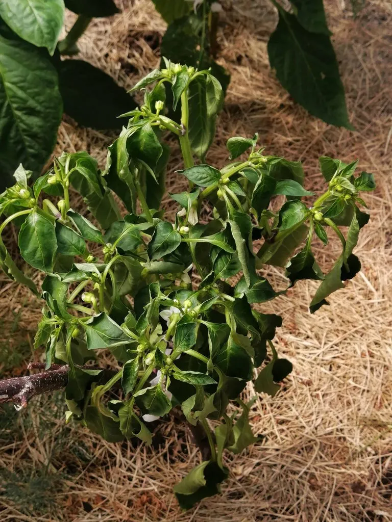 Чайная беседка