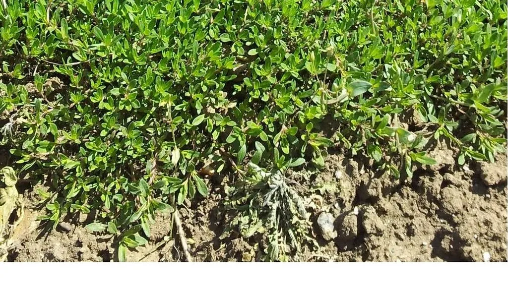 Чайная беседка