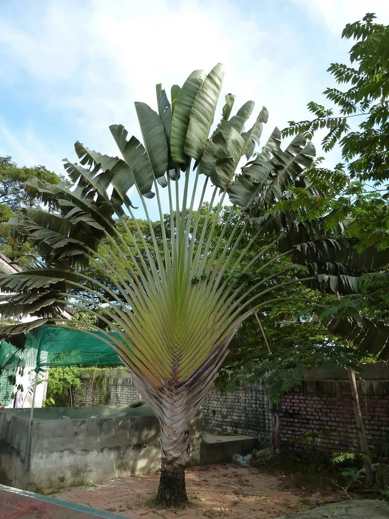 Флора