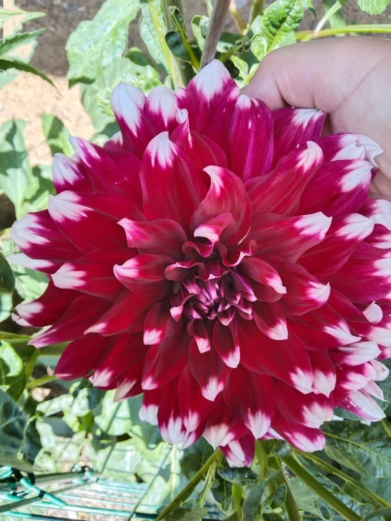 Зефирные букеты и композиции