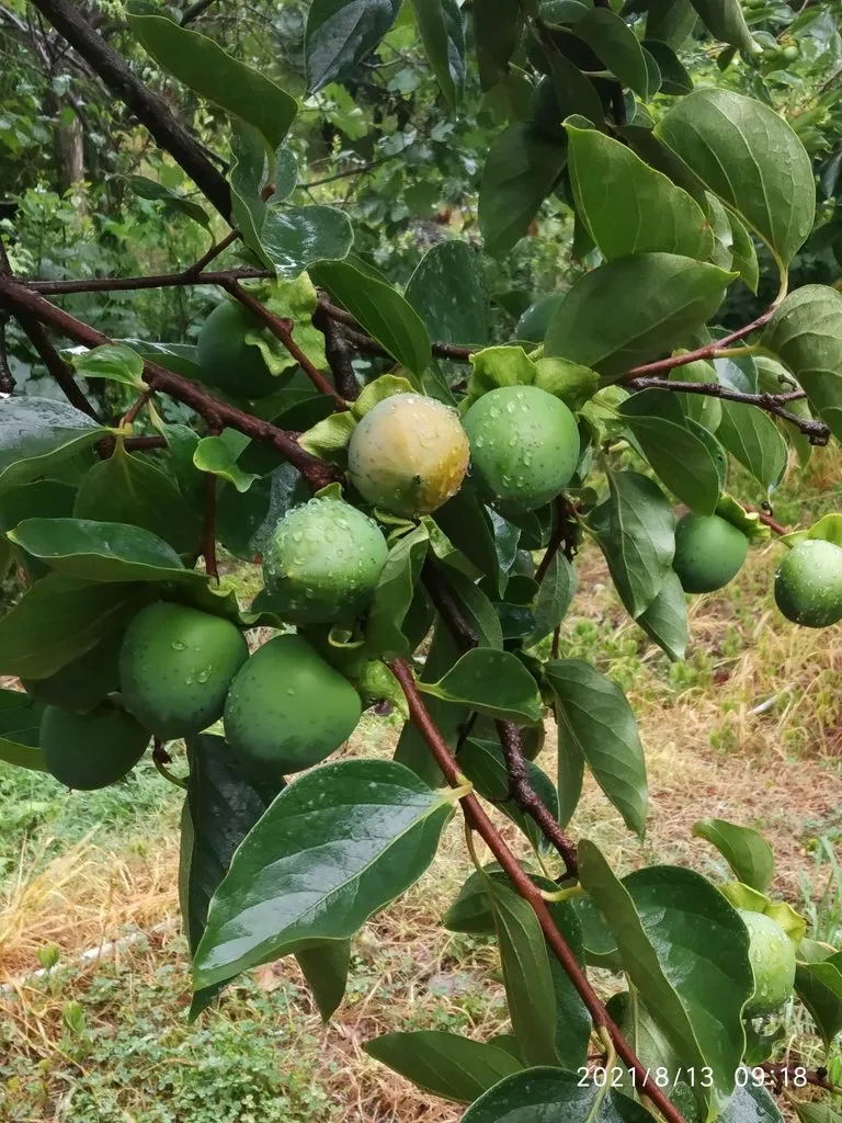 Tapтaлeтки & Ко