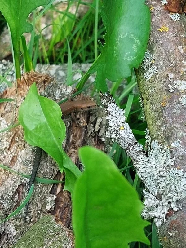 Кафе "У пани Сони"