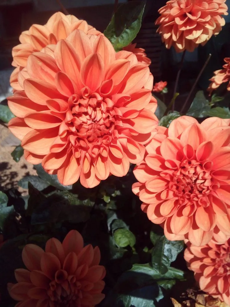 Чайная беседка