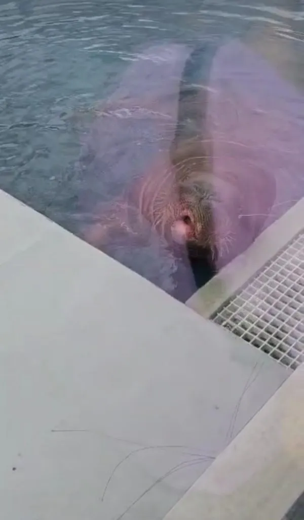 Чайная беседка