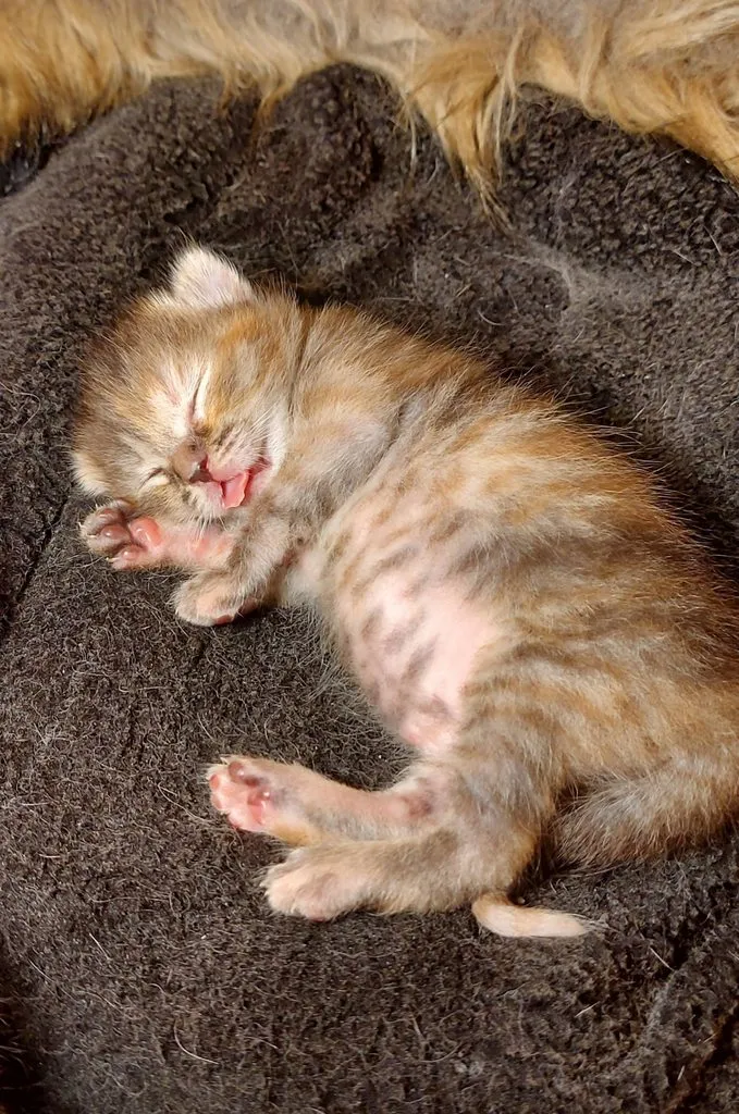 Tapтaлeтки & Ко