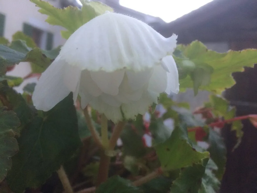 Чайная беседка