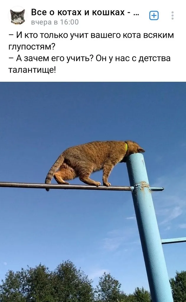 Кошичкина полиция