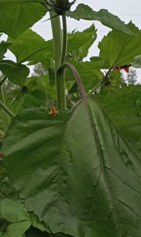 Флора