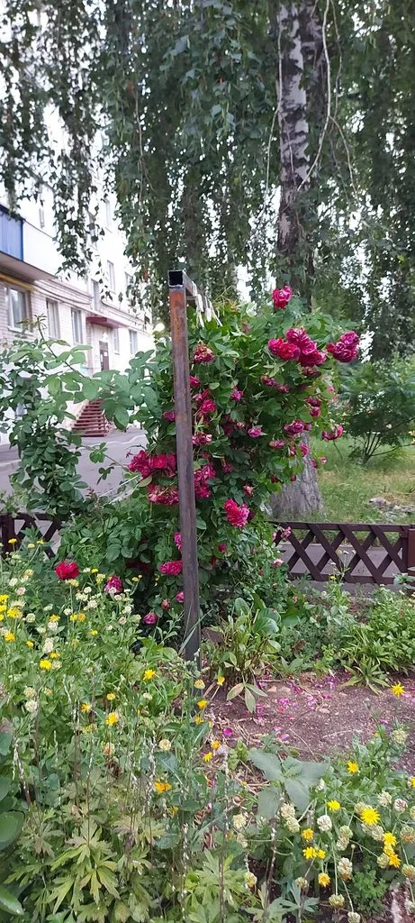 Чайная беседка