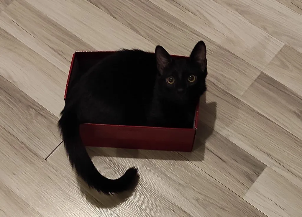 Tapтaлeтки & Ко