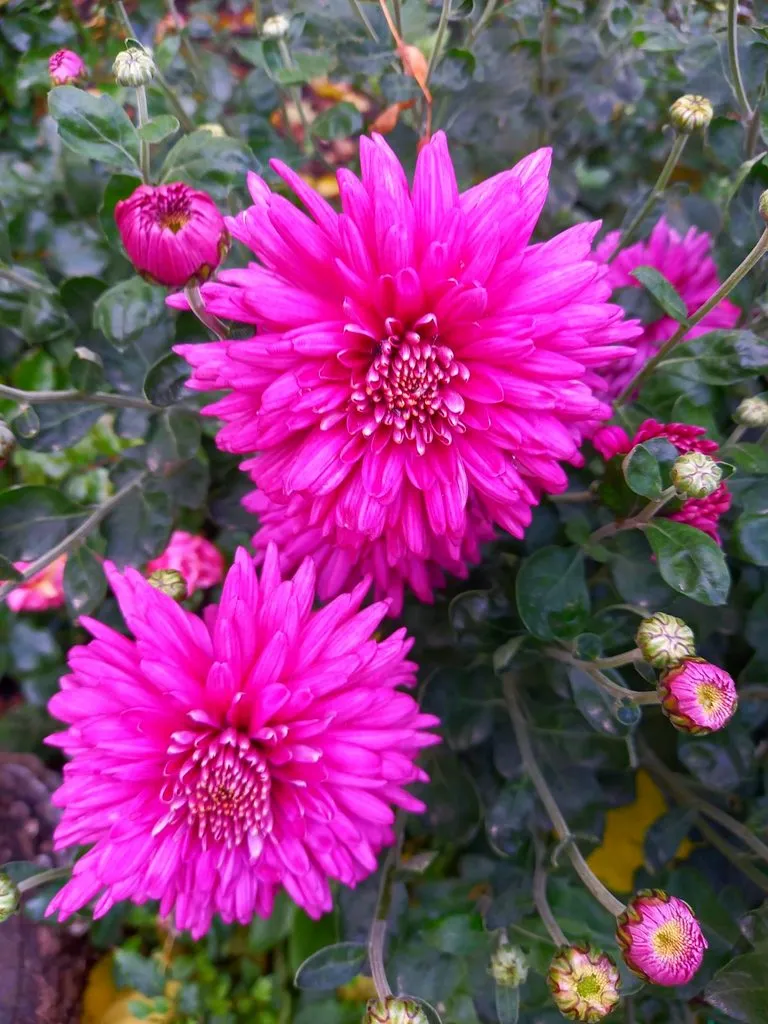 Чайная беседка