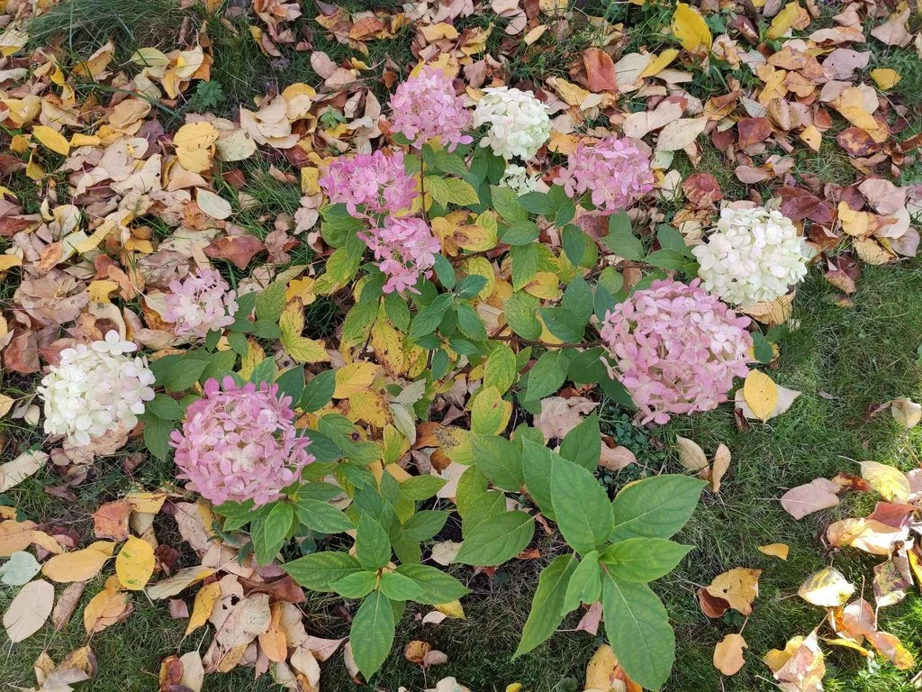 Кафе «У пани Сони»