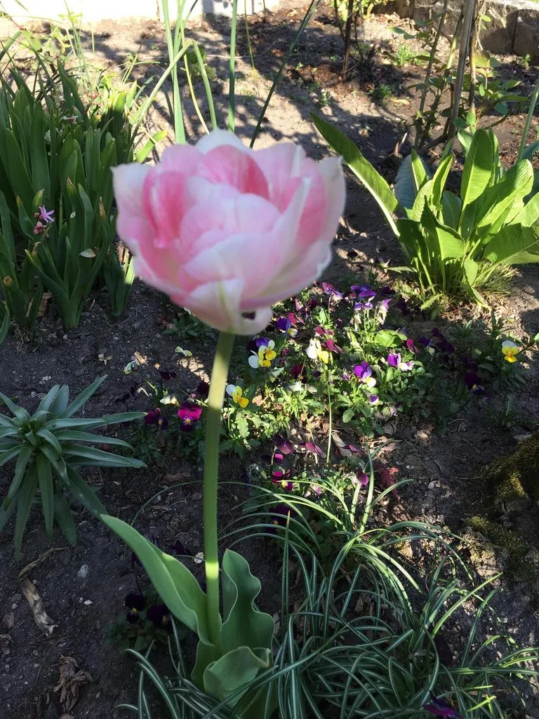 Чайная беседка