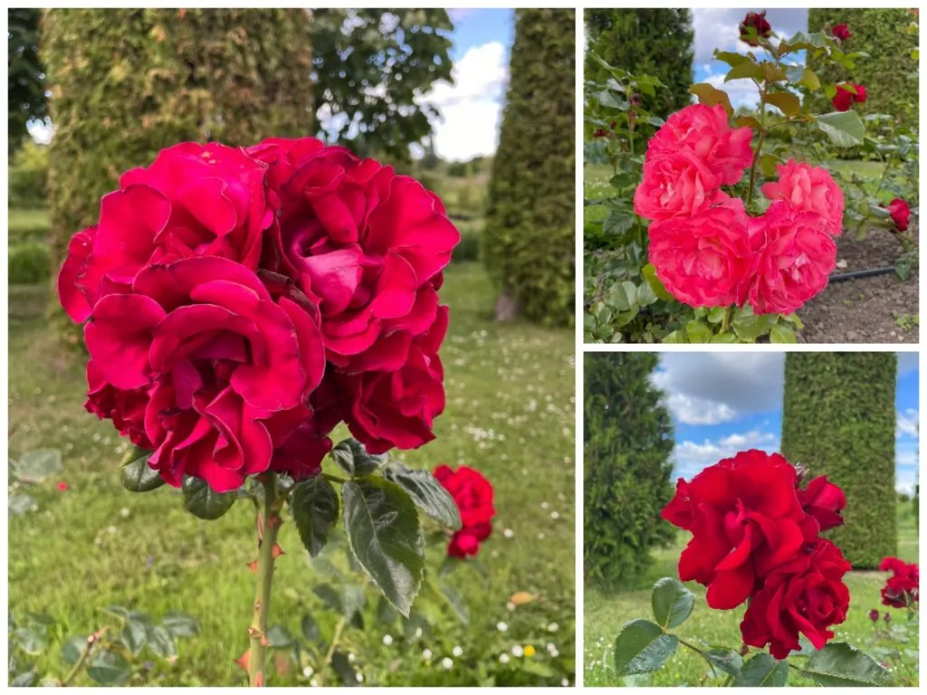 Чайная беседка