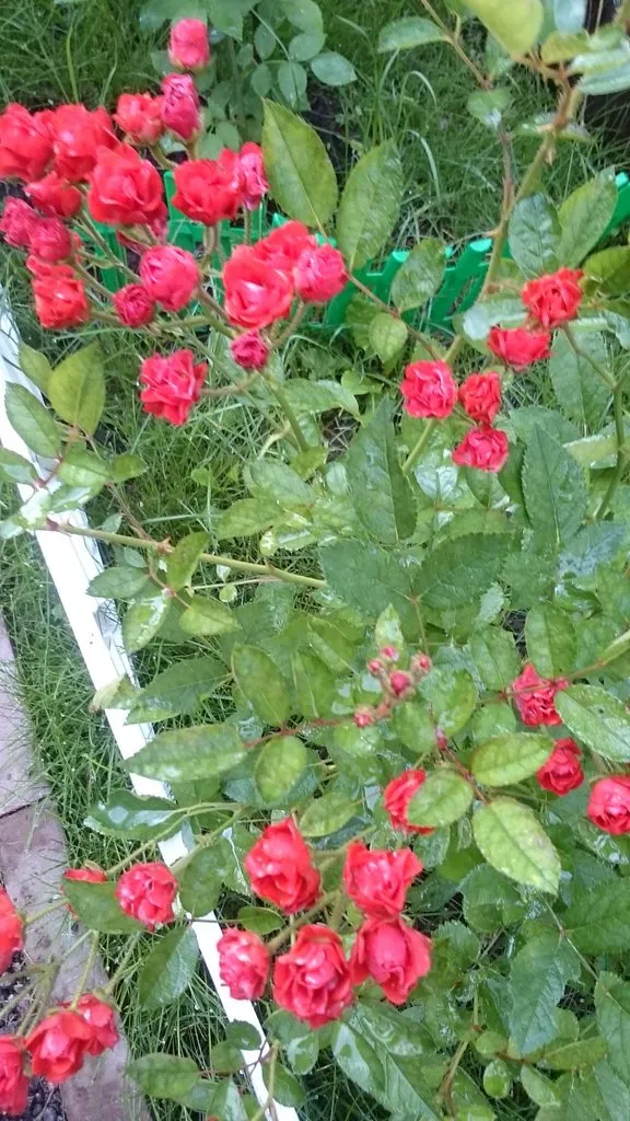 Кафе «У пани Сони»