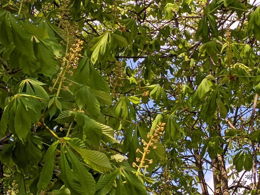 Чайная беседка