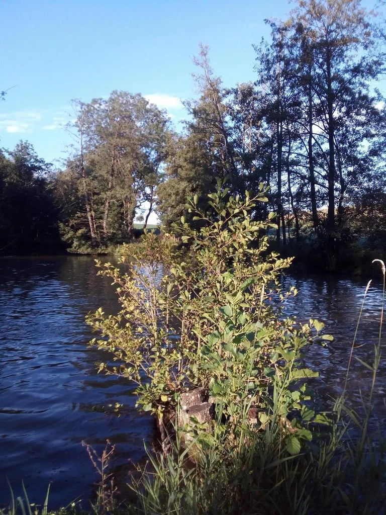 Чайная беседка