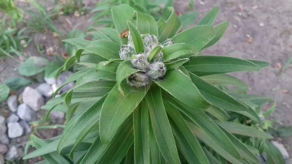 Чайная беседка