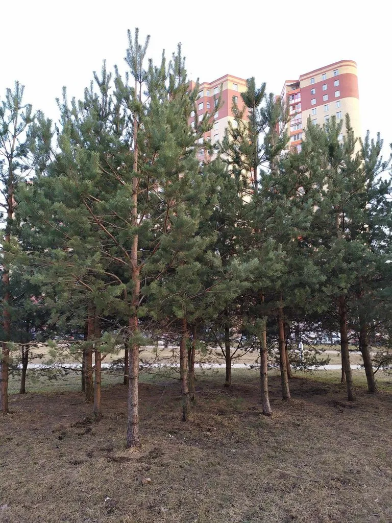 Фотонастроение