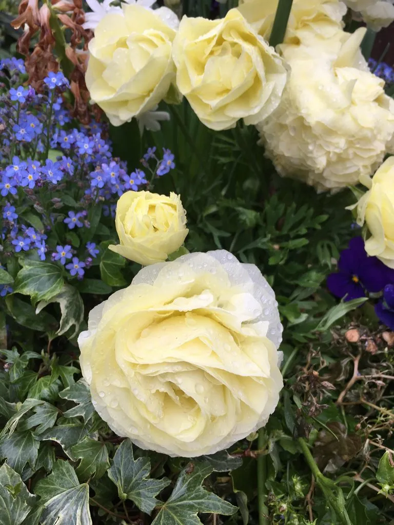 Tapтaлeтки & Ко