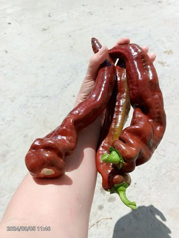 Чайная беседка