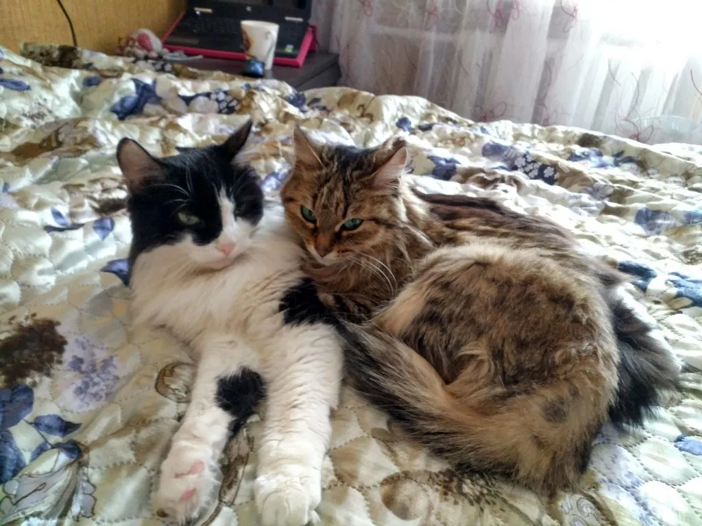 Tapтaлeтки & Ко