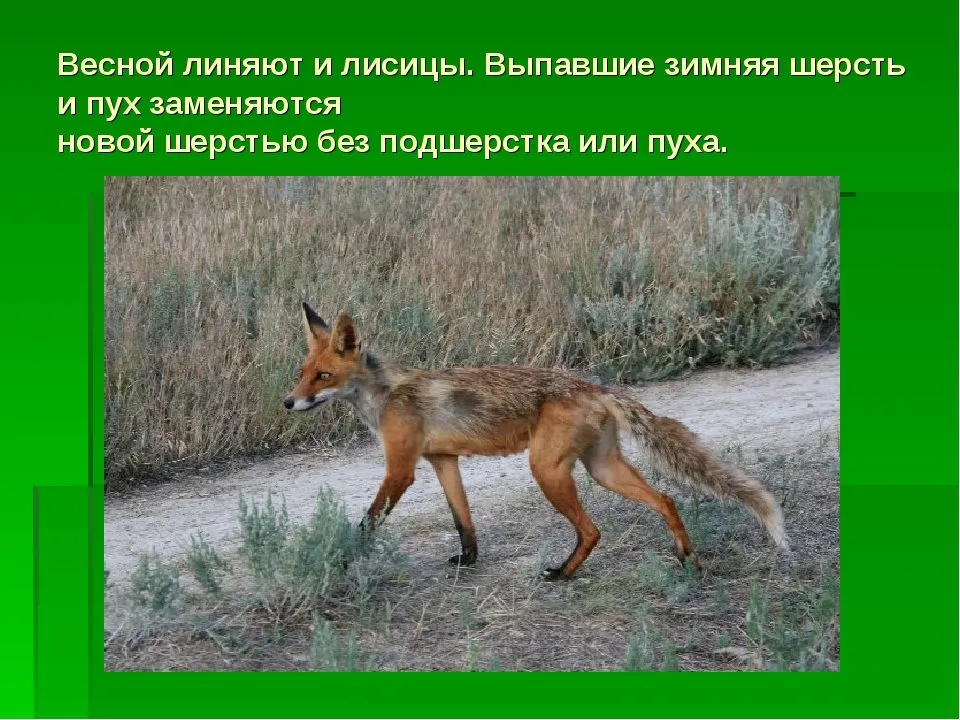 Надо ли в жару стричь в домашних животных?