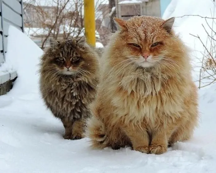 Эти забавные животные