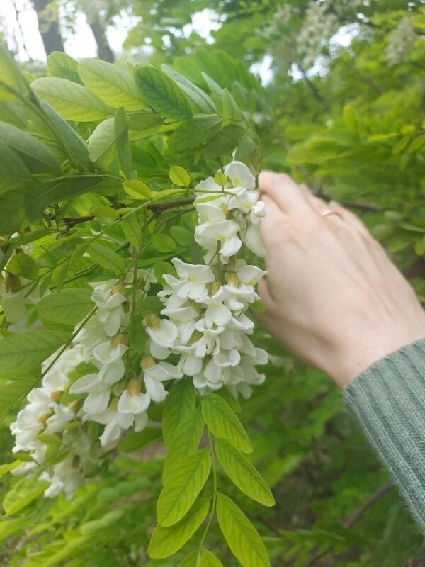 Чайная беседка