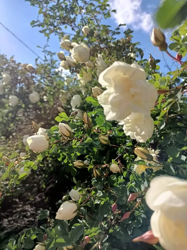 Чайная беседка