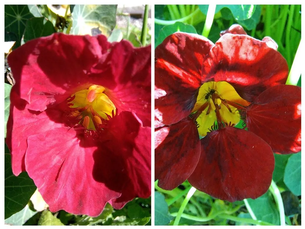 Чайная беседка