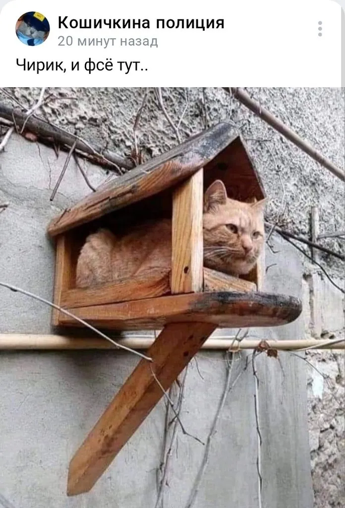 Кошичкина полиция