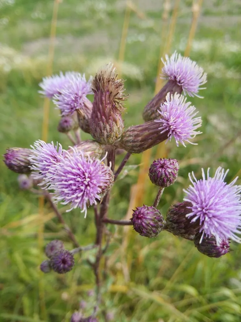 Чайная беседка