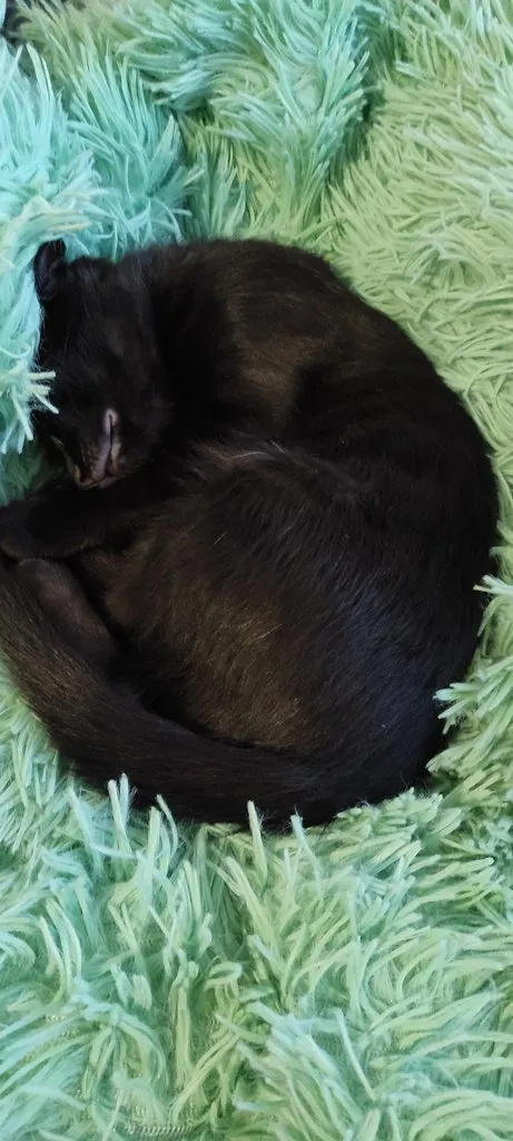 Tapтaлeтки & Ко