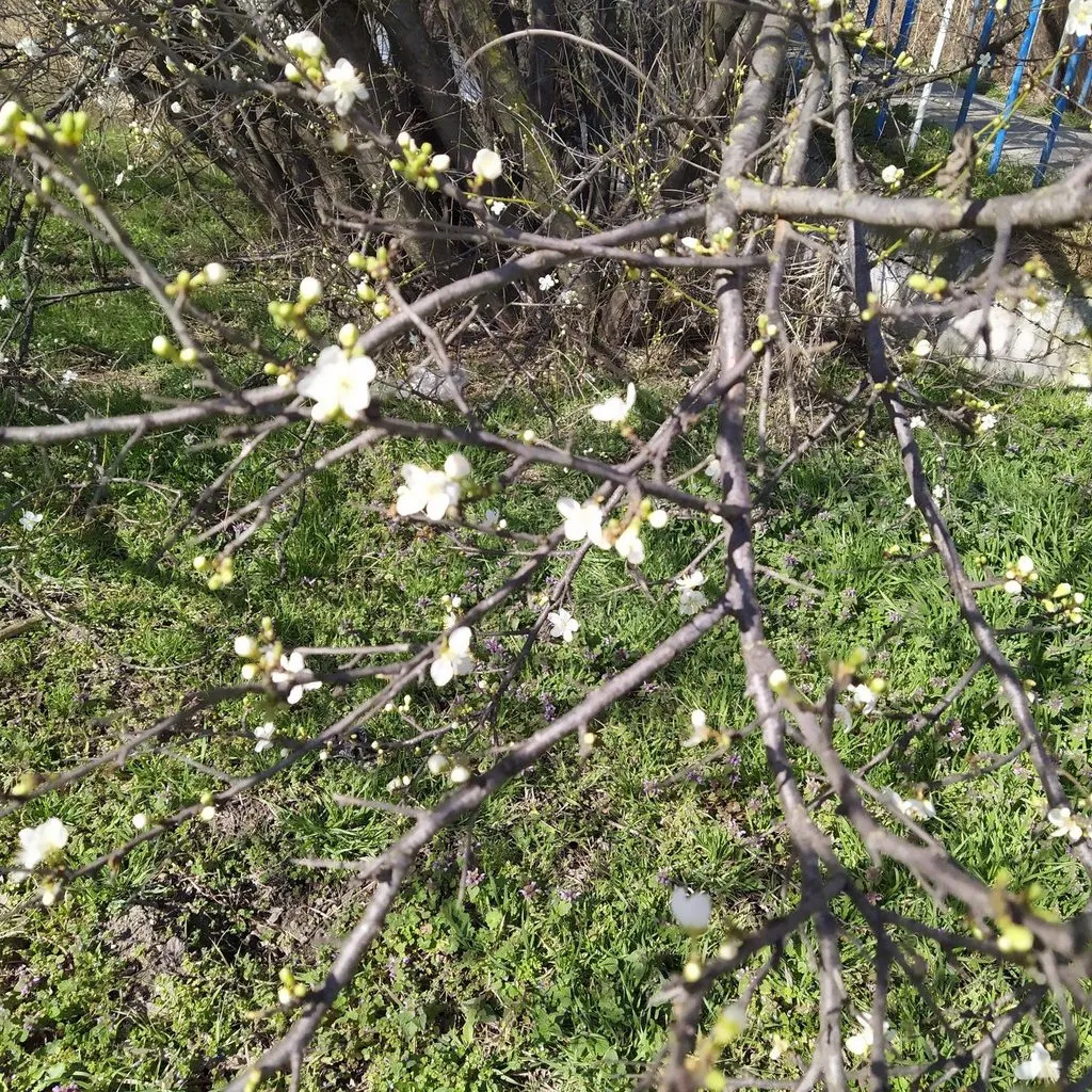 Чайная беседка