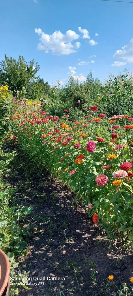 Чайная беседка