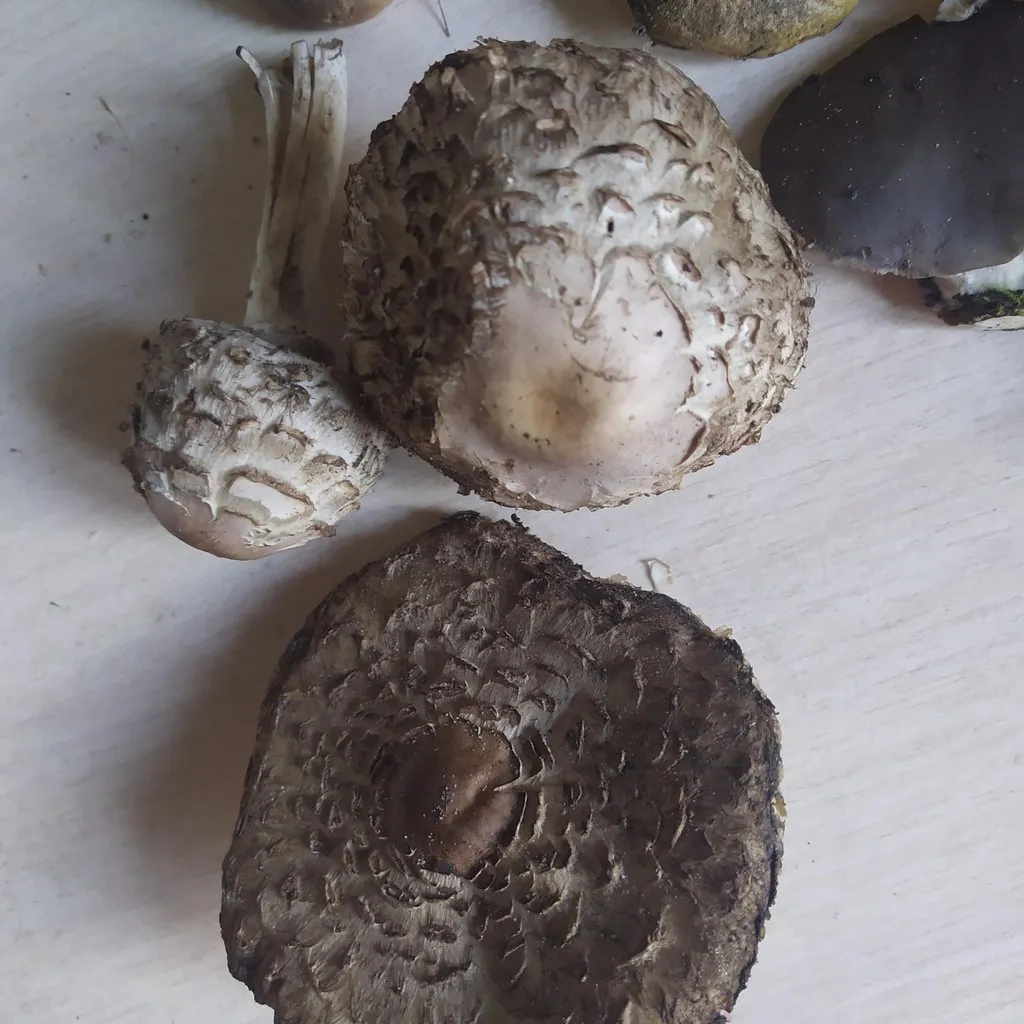 По грибы с лукошком