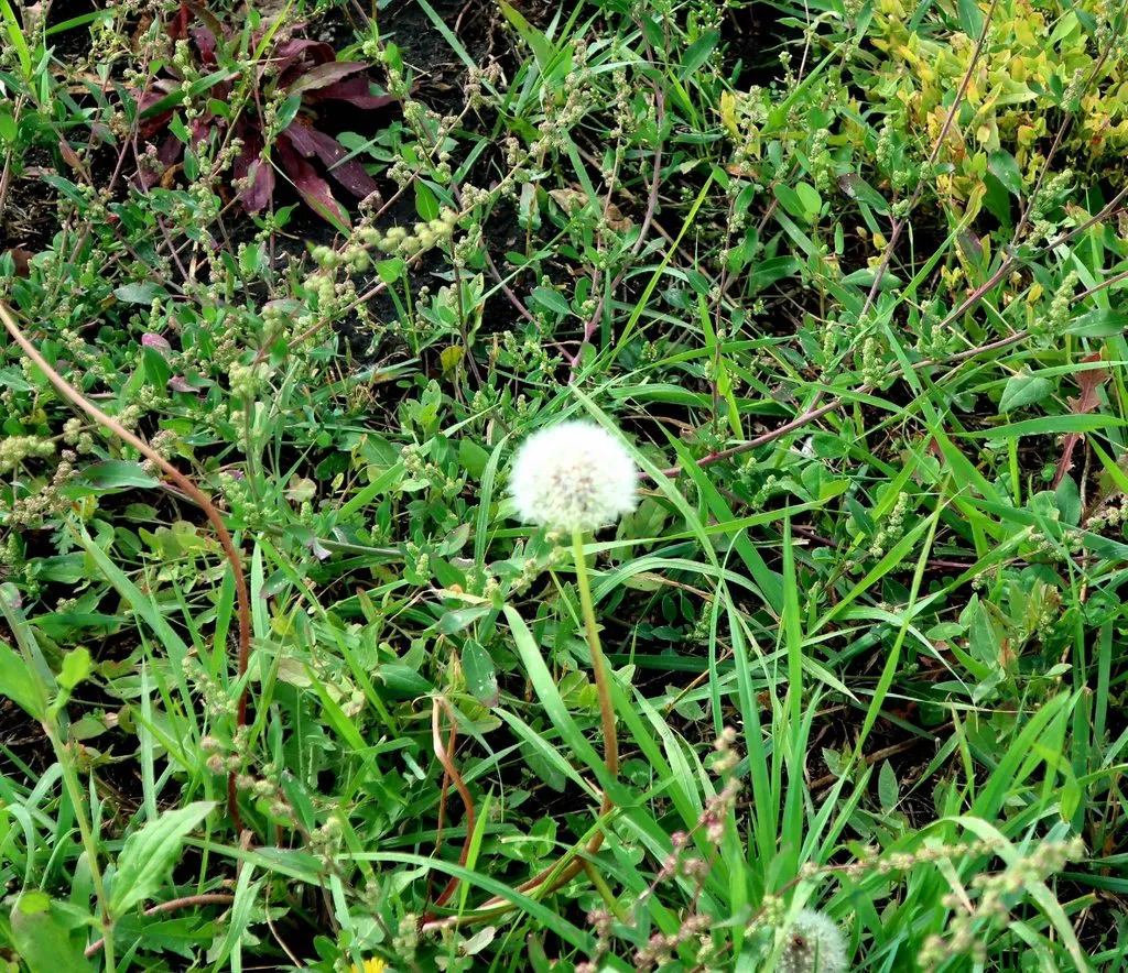 Чайная беседка