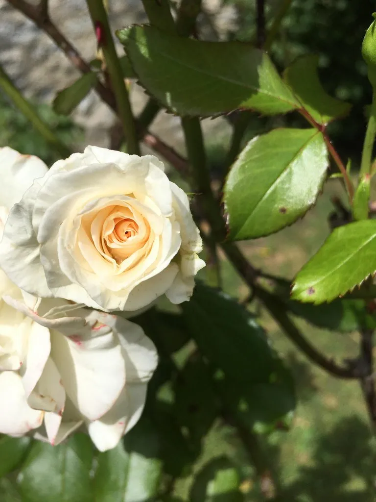 Чайная беседка