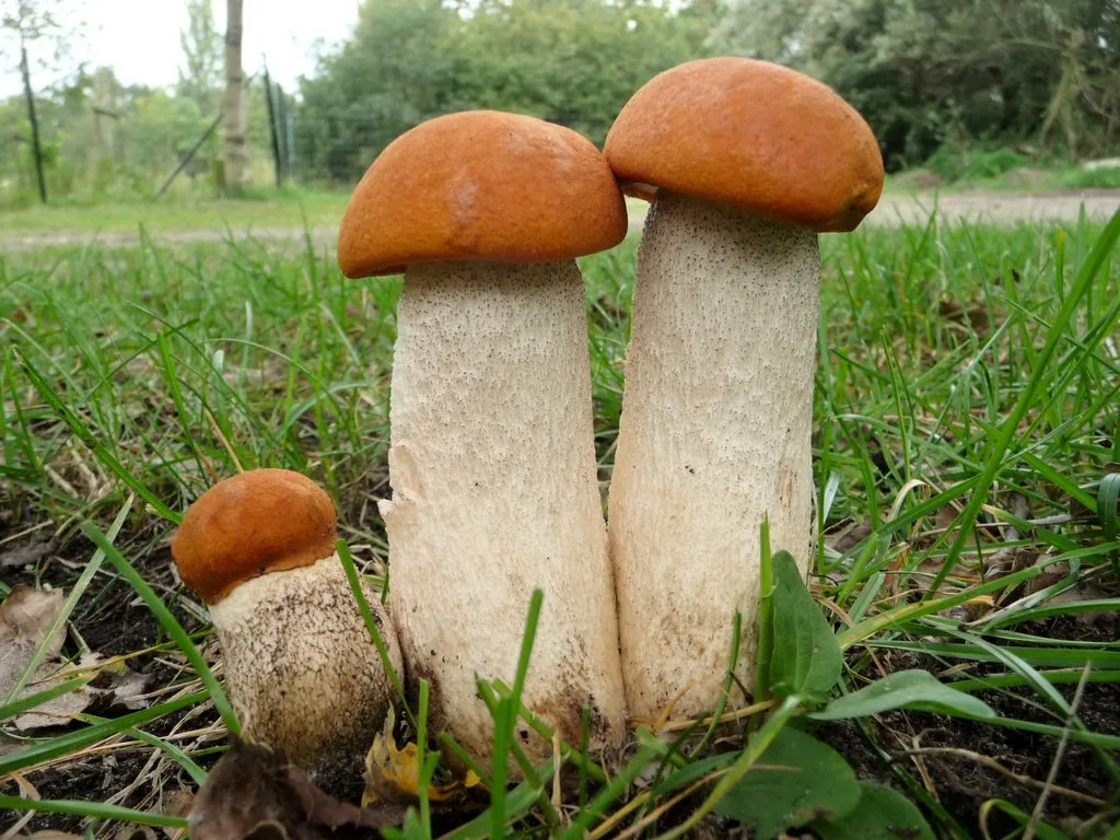 Кафе «У пани Сони»