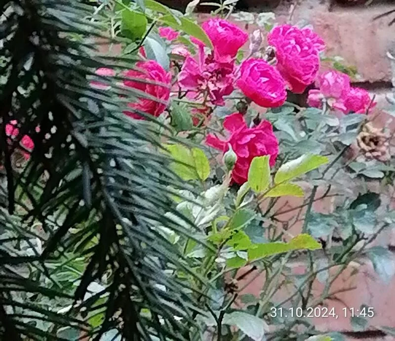 Чайная беседка