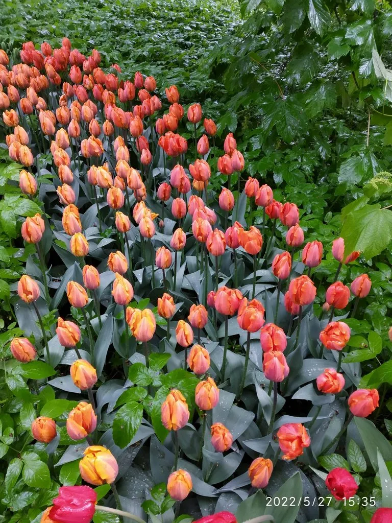 Чайная беседка