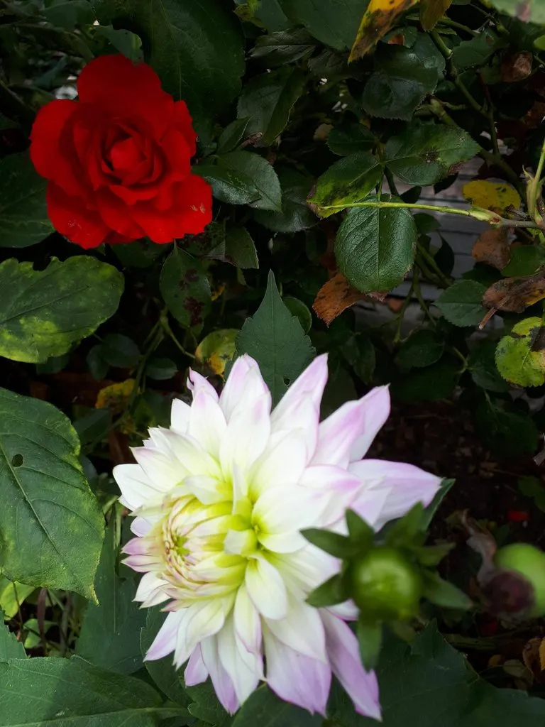 Чайная беседка