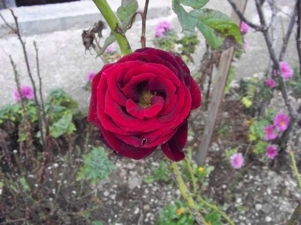 Чайная беседка